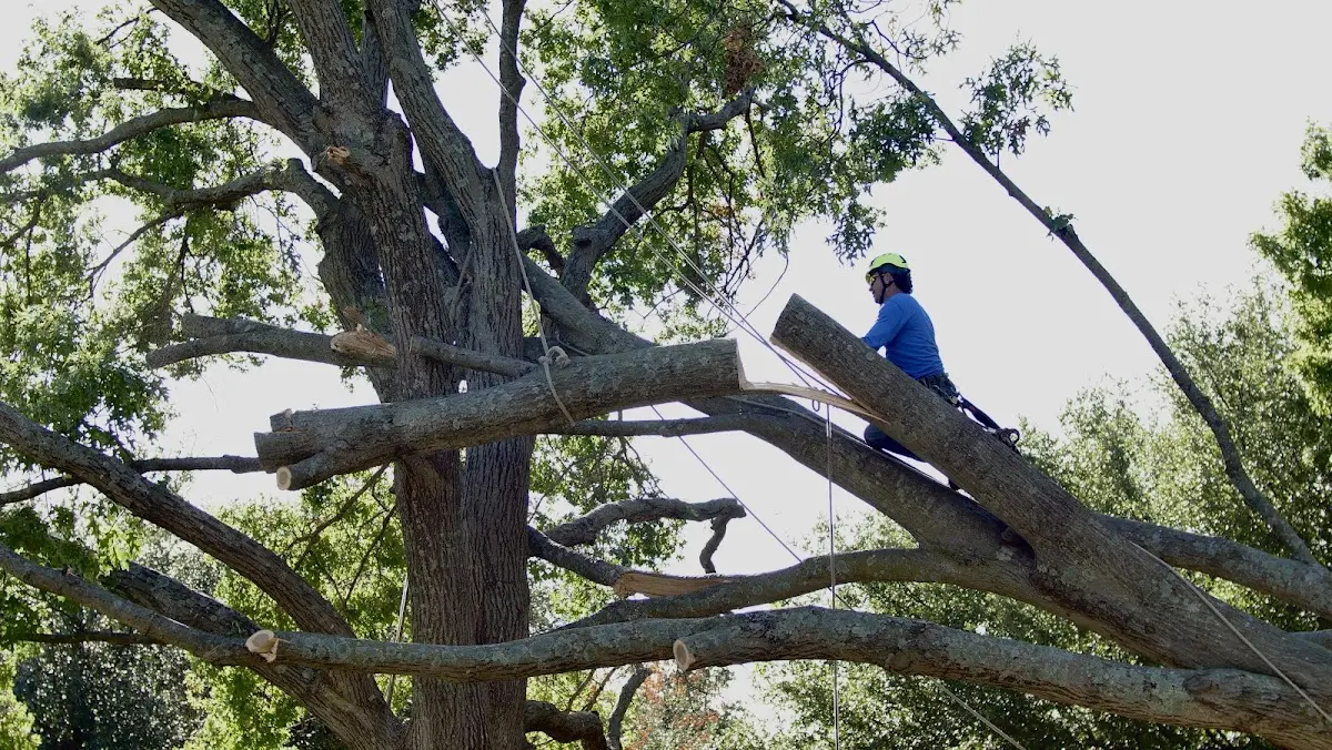 Professional Crown Thinning performed by certified arborists in Harborcreek