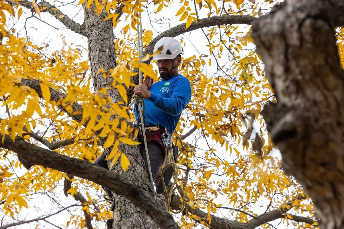 Skilled Tree Pruning crew working in Harborcreek