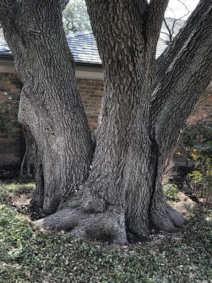 Mature heritage tree close to a Harborcreek property cared for by certified arborists